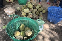 Về thủ phủ sầu riêng tại Lâm Đồng ăn sầu riêng miễn phí