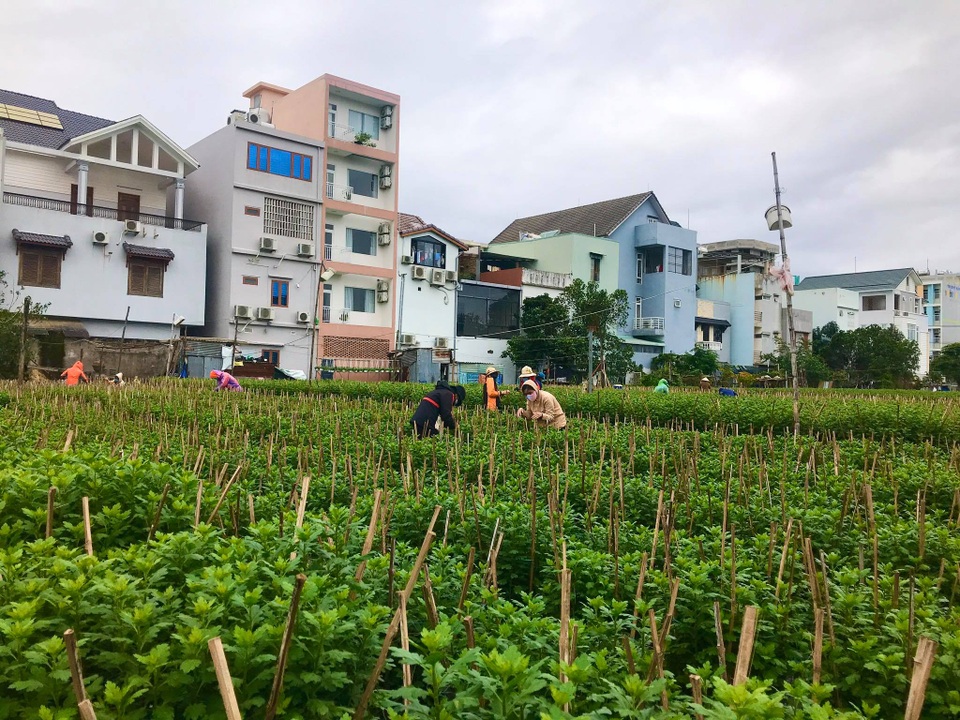 Nhặt nụ hoa cúc, việc thời vụ hái ra tiền mùa giáp Tết - 1 Nhặt nụ hoa cúc, việc thời vụ hái ra tiền mùa giáp Tết - 1