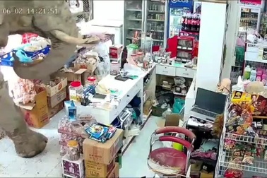 Voi hoang bất ngờ tiến vào tiệm tạp hóa để... ăn vặt