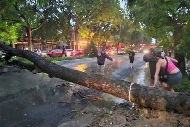 Cây xà cừ đổ ngang đường, giao thông vào khu du lịch Tam Cốc kẹt cứng