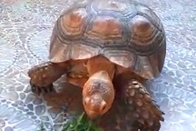 Thả rùa nguy cấp quý hiếm về rừng