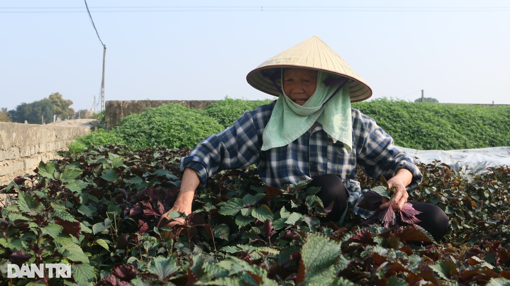 Nhân giống húng Láng quý hiếm, cả làng xây nhà lầu, sắm xế hộp - 2 Nhân giống húng Láng quý hiếm, cả làng xây nhà lầu, sắm xế hộp - 2