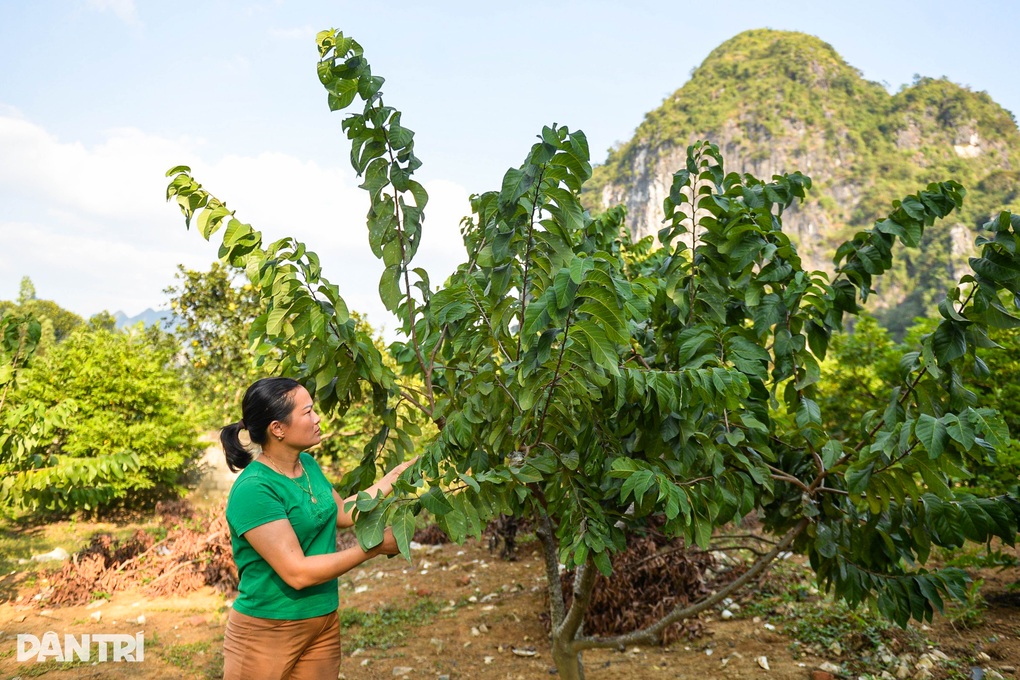 Nữ triệu phú vươn lên làm giàu từ cây na, mỗi năm thu nhập hàng trăm triệu - 2 Nữ triệu phú vươn lên làm giàu từ cây na, mỗi năm thu nhập hàng trăm triệu - 2