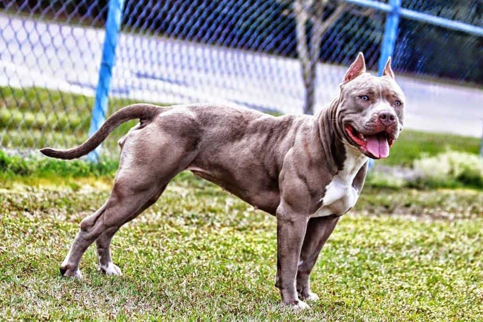 Chó Becgie gây sự với Pitbull và cái kết - 1 Chó Becgie gây sự với Pitbull và cái kết - 1