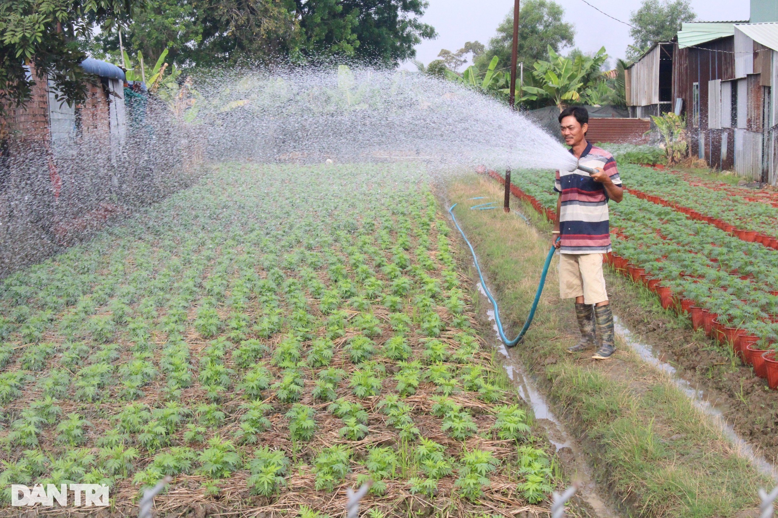 Lo không có người mua, nhà vườn Bình Dương trồng giảm một nửa số lượng hoa - 2