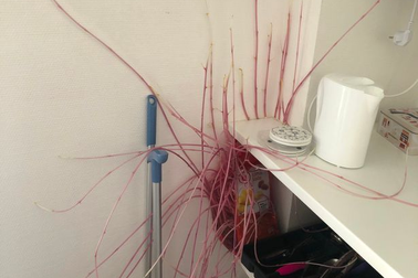 Mầm khoai tây “tấn công” căn hộ sau 3 tháng phong toả vì virus corona