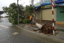 Đường phố Nha Trang "tan tác" trong bão số 12