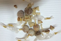 Tuyên Quang: Xuất hiện bả chó hình viên kẹo, rất nguy hiểm với trẻ em