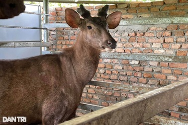 Người tiên phong trong xã nuôi nai lấy nhung, có thu nhập "khủng"