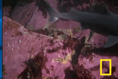 Cận cảnh bạch tuộc khổng lồ “săn” cá mập