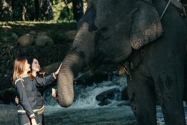 Nước mắt của bầy voi