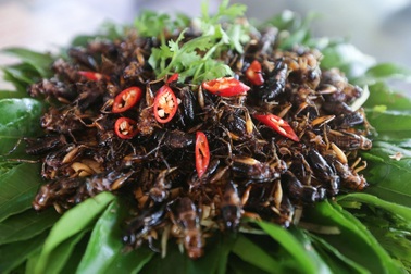 Người đàn ông bắt dế "gáy" ra tiền