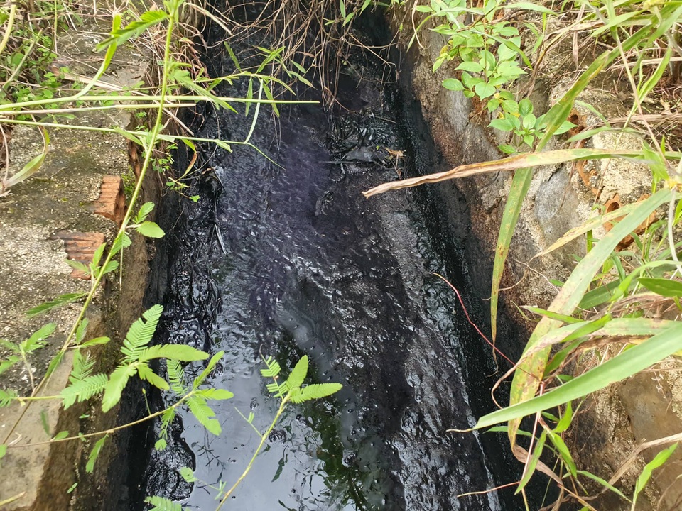 Công ty chế biến nông sản xả nước hôi thối, đen đặc quánh - 1 Công ty chế biến nông sản xả nước hôi thối, đen đặc quánh - 1