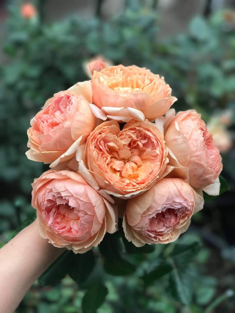 Hai vườn trĩu rau trái, ngát hương hoa hồng của gia đình Hà Nội - 1 Hai vườn trĩu rau trái, ngát hương hoa hồng của gia đình Hà Nội - 1