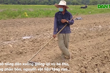 Hàng trăm ha dưa hấu Phú Ninh thiệt hại nặng, nông dân mất trắng