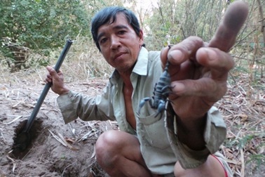 Tận mục “săn bò cạp dễ như... hái rau?!”