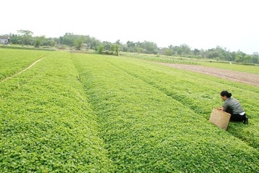 Làng rau má 10 tấn/ngày của Huế vào mùa