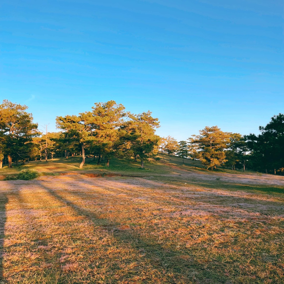 Đồi cỏ hồng trong sương sớm đẹp như trời Âu ở thành phố ngàn hoa - 1 Đồi cỏ hồng trong sương sớm đẹp như trời Âu ở thành phố ngàn hoa - 1