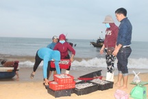 Ngư dân bãi ngang vui mừng trúng "lộc biển" những ngày đầu năm mới