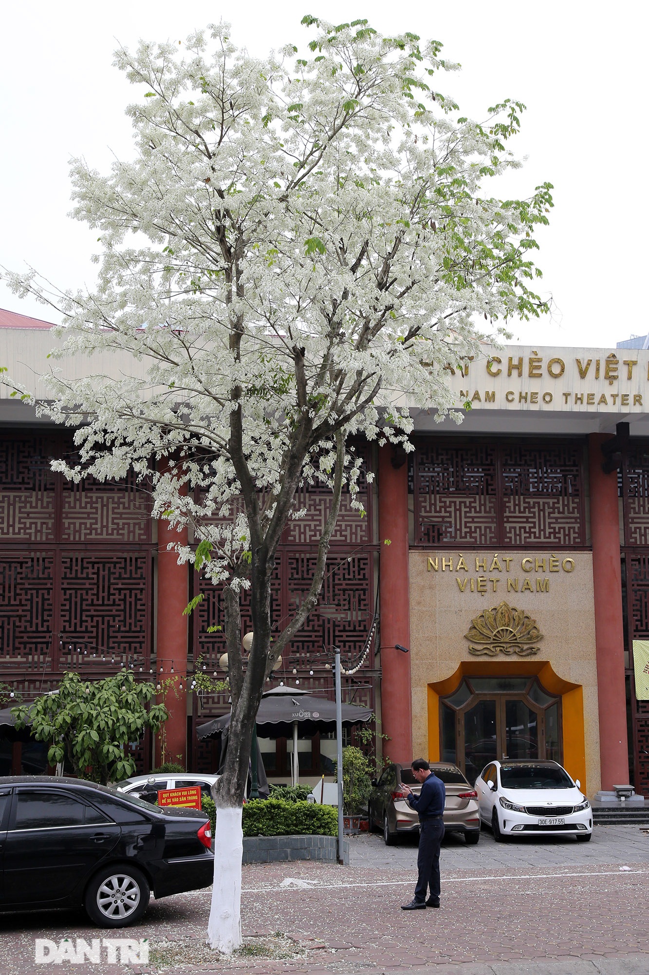 Hà Nội đẹp lạ trong mùa hoa sưa nở trắng tinh khôi - 10 Hà Nội đẹp lạ trong mùa hoa sưa nở trắng tinh khôi - 10
