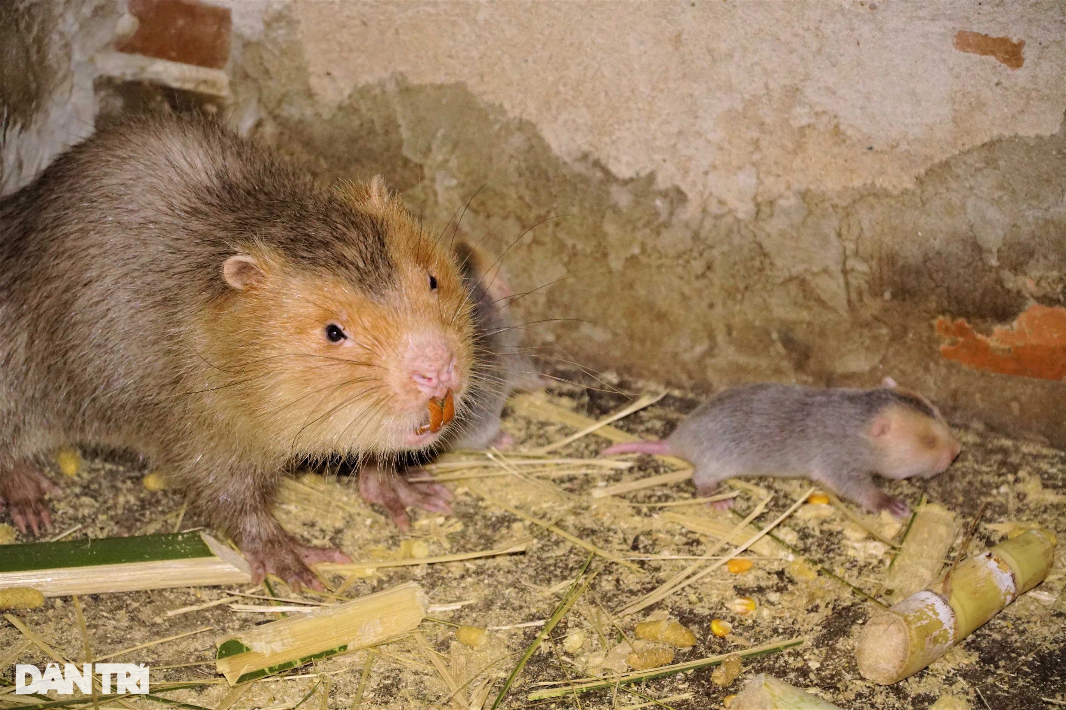 Vua dúi miền Tây chia sẻ bí quyết kiếm trăm triệu đồng mỗi tháng - 3 Vua dúi miền Tây chia sẻ bí quyết kiếm trăm triệu đồng mỗi tháng - 3