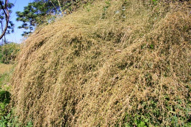 Độc đáo bụi tre nở "suối hoa" dài 3-4m