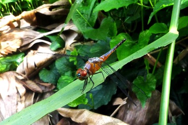 Phát hiện một loài chuồn chuồn mới tại Việt Nam