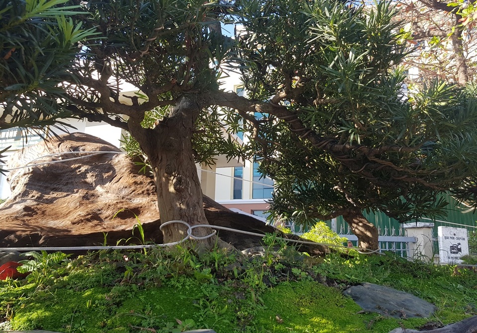 Cho tùng mọc trên khối gỗ lũa sao đen, chủ nhân “hét giá” tới 1,1 tỷ đồng - 2