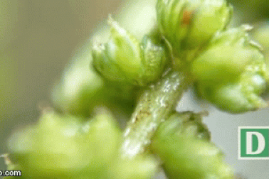 Mẹo chế lens macro cho smartphone “siêu đơn giản”