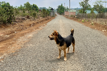 Trẻ 5 tuổi bị chó cắn không tiêm phòng, 3 tháng sau tử vong