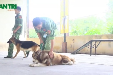 Nghề độc: Dạy ngoại ngữ cho chó thu về trăm triệu mỗi tháng