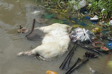 Hàng chục xác heo chết bốc mùi trên sông