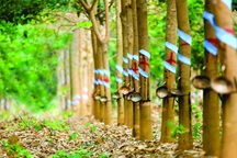 Công ty bầu Đức chi 1.650 tỉ đồng mua lại doanh nghiệp cao su