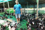 Trên nuôi vịt xiêm Pháp, dưới ao thả cá trê cho thu nhập hàng trăm triệu đồng