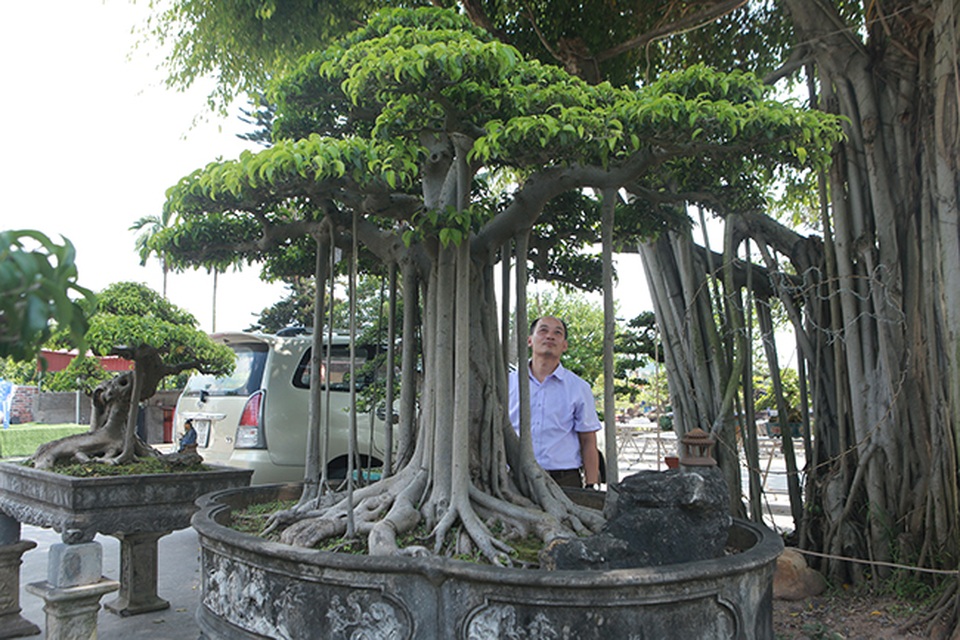 Chiêm ngưỡng “chùa Đồng” dưới bóng cây sanh tiền tỷ - 3 Chiêm ngưỡng “chùa Đồng” dưới bóng cây sanh tiền tỷ - 3