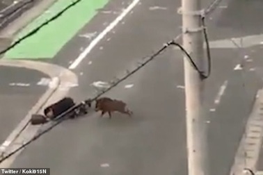 Clip lợn rừng tấn công người trên đường đi làm ngay giữa khu đô thị