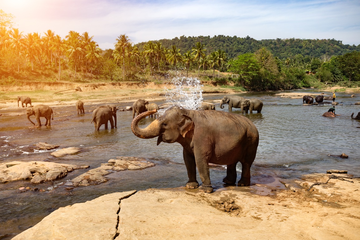 Sri Lanka đẩy mạnh xúc tiến du lịch với Việt Nam - 1 Sri Lanka đẩy mạnh xúc tiến du lịch với Việt Nam - 1