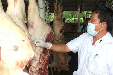 Nhốt đoàn kiểm dịch để tẩu tán heo bệnh