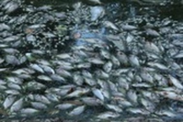 Hồ Thiền Quang cá chết nổi trắng mặt nước, bốc mùi nồng nặc