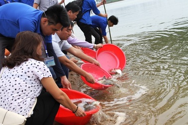 Sinh viên ĐH Vinh thả hơn 1 tạ cá giống xuống sông Lam
