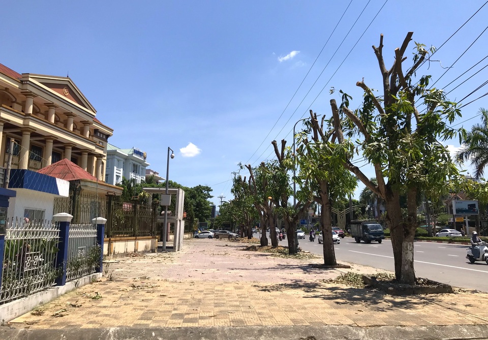 Hàng cây xanh bị cắt cụt ngọn trong những ngày nắng nóng đỉnh điểm - 3 Hàng cây xanh bị cắt cụt ngọn trong những ngày nắng nóng đỉnh điểm - 3