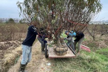 Ngày kiếm tiền triệu, nhân công làm đào Tết vẫn chê