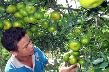 Trái cây tết hút hàng, giá cao