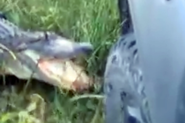 Thử độ bền của mũi xe bằng… răng cá sấu