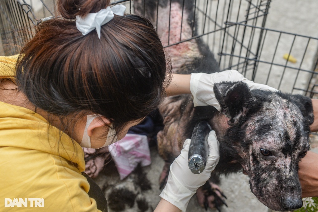 Nơi chăm sóc hàng trăm chú chó, mèo bị bỏ rơi ở Hà Nội - 9 Nơi chăm sóc hàng trăm chú chó, mèo bị bỏ rơi ở Hà Nội - 9