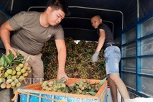 Quảng Ninh: Bội thu vải chín sớm, thương lái kéo về mua nườm nượp, nông dân thu tiền tỷ