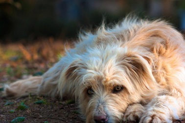 Con Xu thiếu hiểu biết