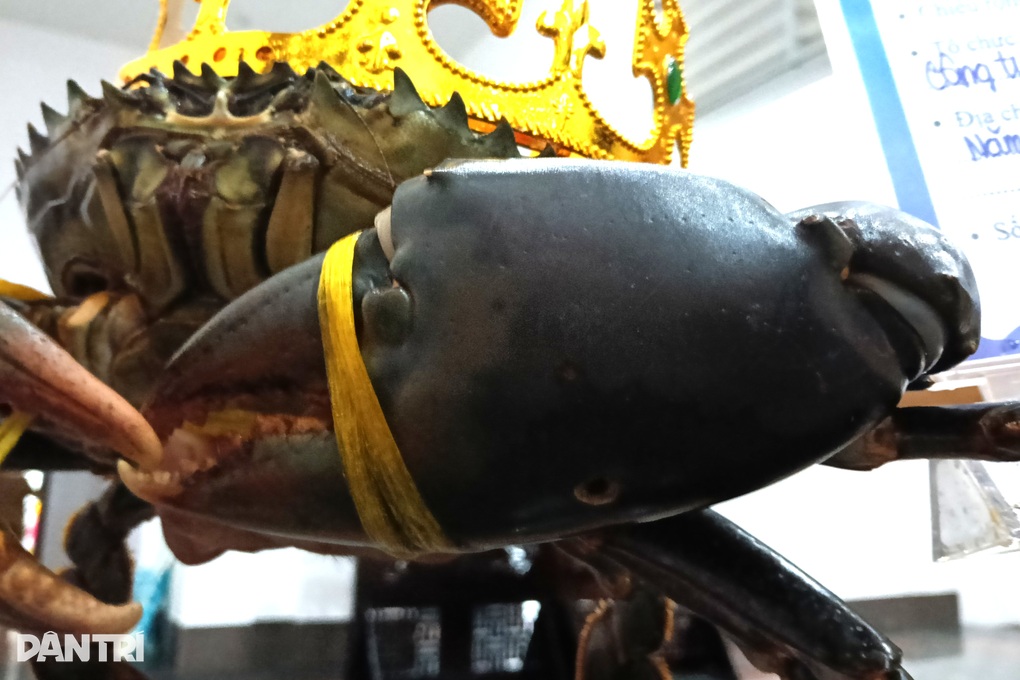 Xác lập con cua Cà Mau lớn nhất nặng hơn 1,8kg - 3 Xác lập con cua Cà Mau lớn nhất nặng hơn 1,8kg - 3