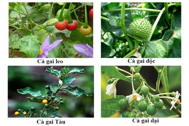 Không thể tùy tiện chọn Cà gai leo để hỗ trợ điều trị bệnh gan