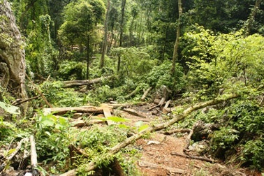 Để lực lượng Kiểm lâm đủ mạnh